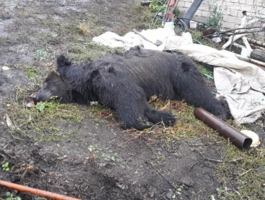 Владелец медведя-убийцы обвинил в произошедшей трагедии погибшего ветерана