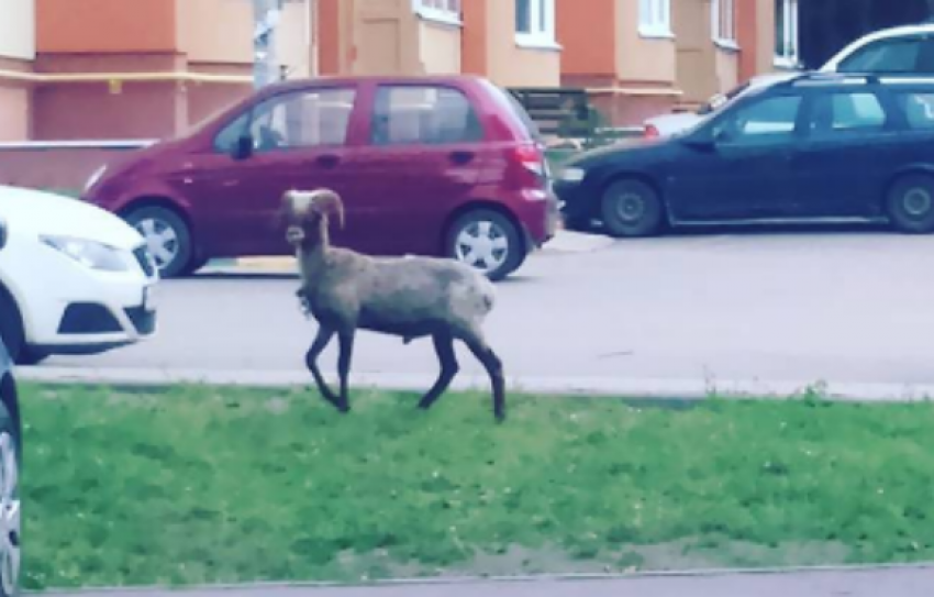 Причудливый козел, разгуливающий по улицам, озадачил жителей Воронежа