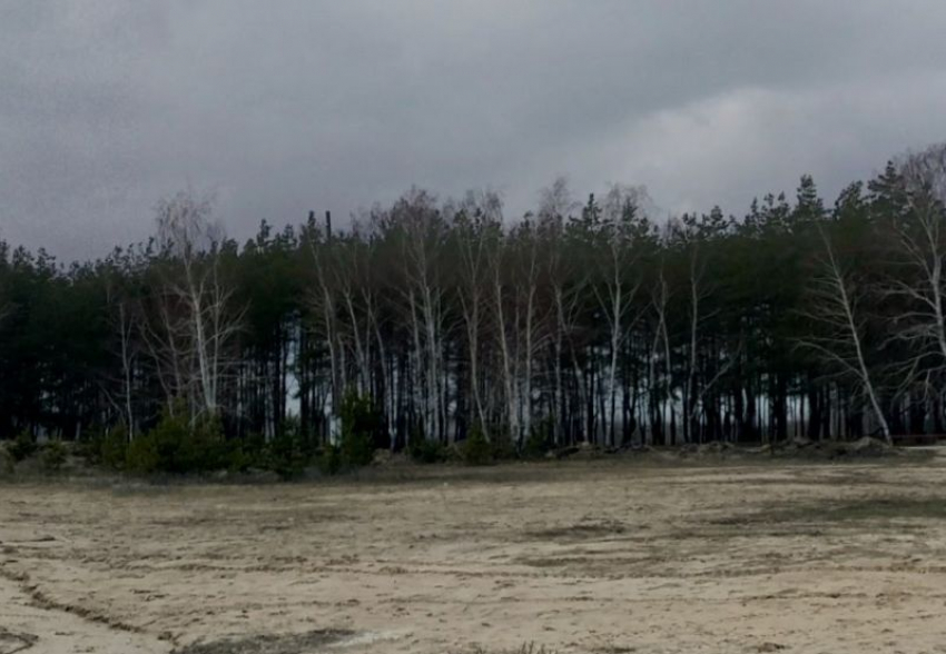 Около пляжа в воронежском Боровом вырубят около 100 деревьев и отправят их на СВО