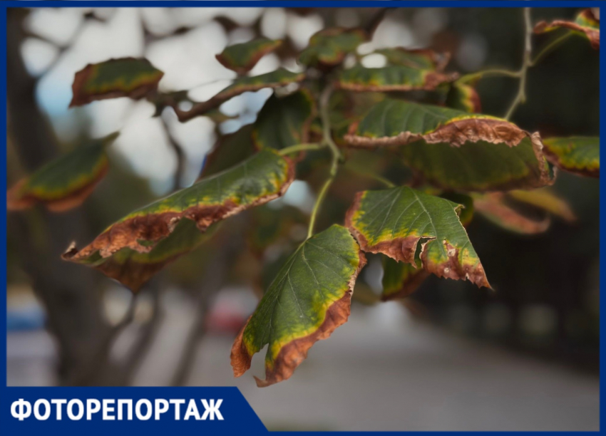 Умирают на глазах: каштановый коридор засыхает в центре Воронежа