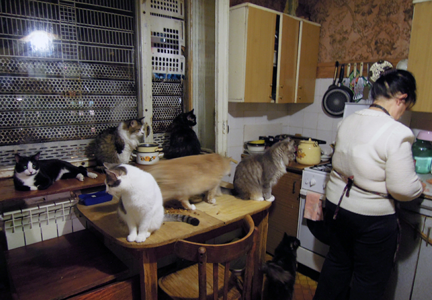 Владелица приюта для животных в Воронеже: «Я с кошками живу за счёт денег, отложенных на памятник покойному мужу»