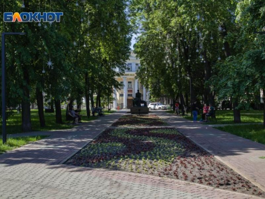 До 500 саженцев «Таити» и Джалита» хотят посадить возле здания мэрии Воронежа