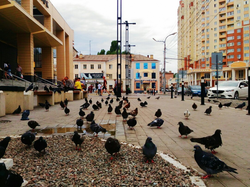 Воронежцы не хотят ходить на Центральный рынок из-за нашествия голубей