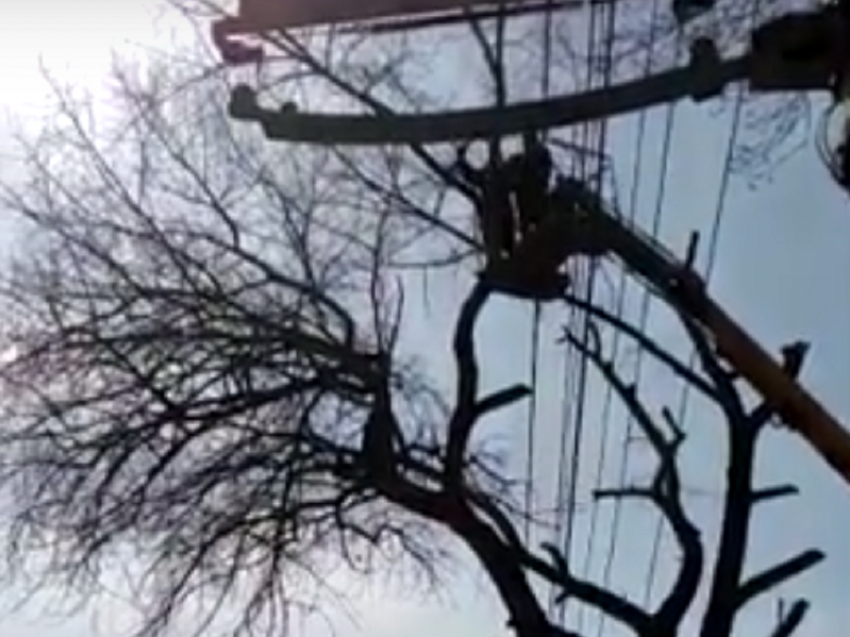 Крайнюю беспечность во время опиливания деревьев проявили рабочие в Воронеже 