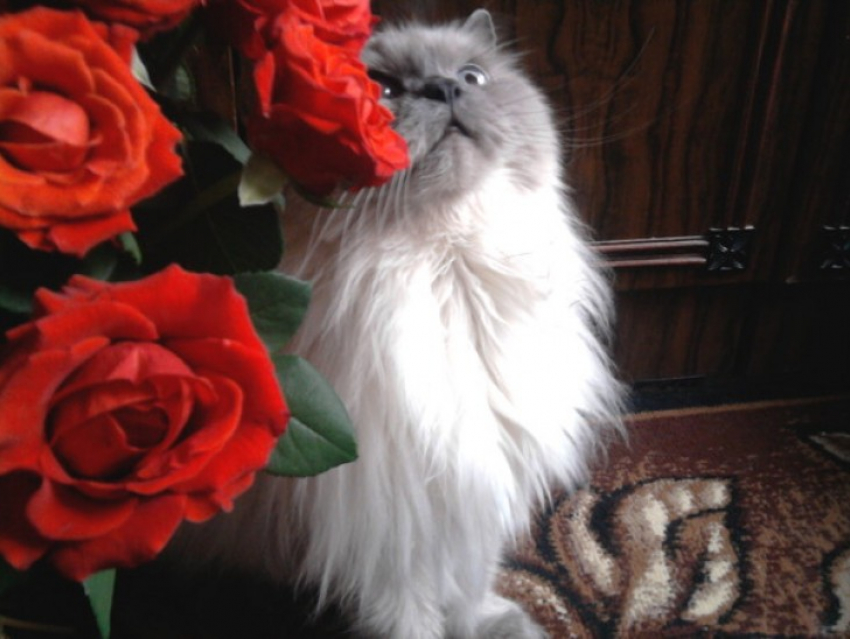 Двадцать седьмой участник конкурса Я и мой любимец Ирина Стурова и ее кот-долгожитель Руслан (ФОТО-ИСТОРИЯ)