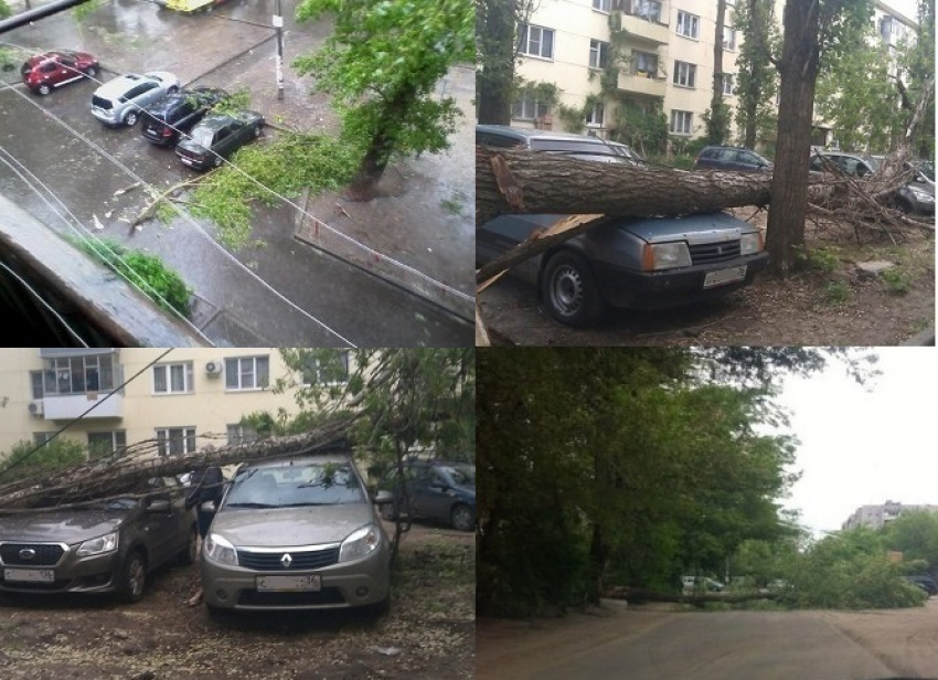 Шквальный ветер повалил более 50 деревьев в Воронеже 