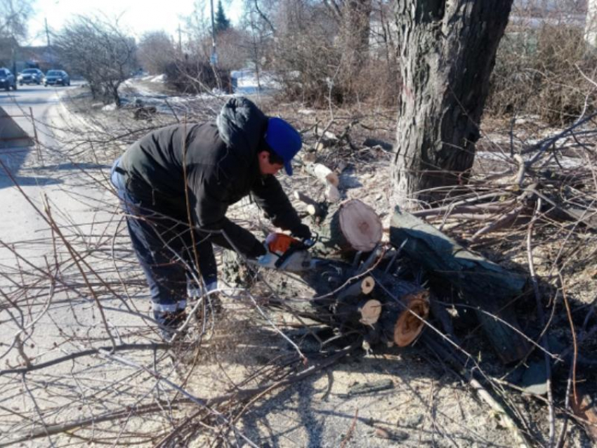 В Воронеже весной уничтожат 189 деревьев 