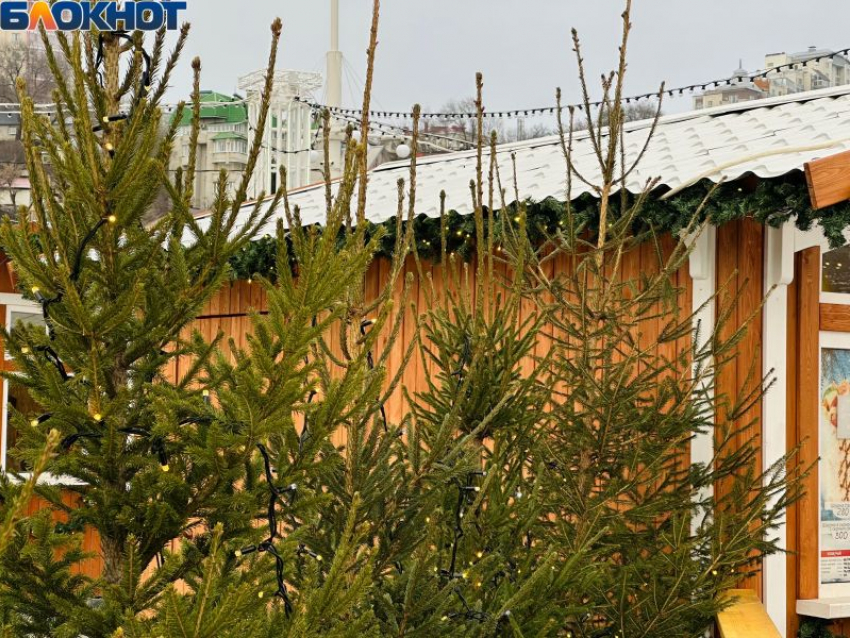 Золотая хвоя 2025: почему покупка елки в Воронеже превратилась в инвестицию