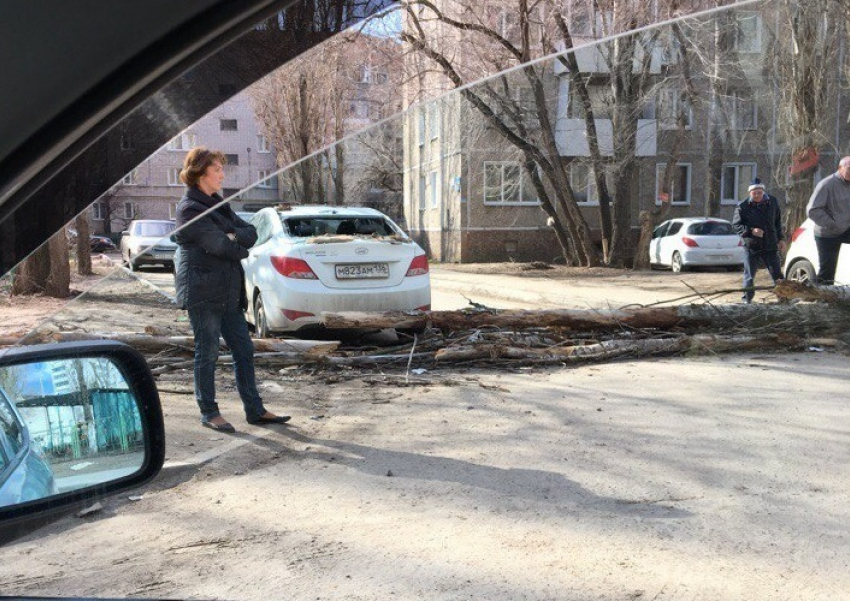 Дерево рухнуло на припаркованные иномарки в Воронеже 