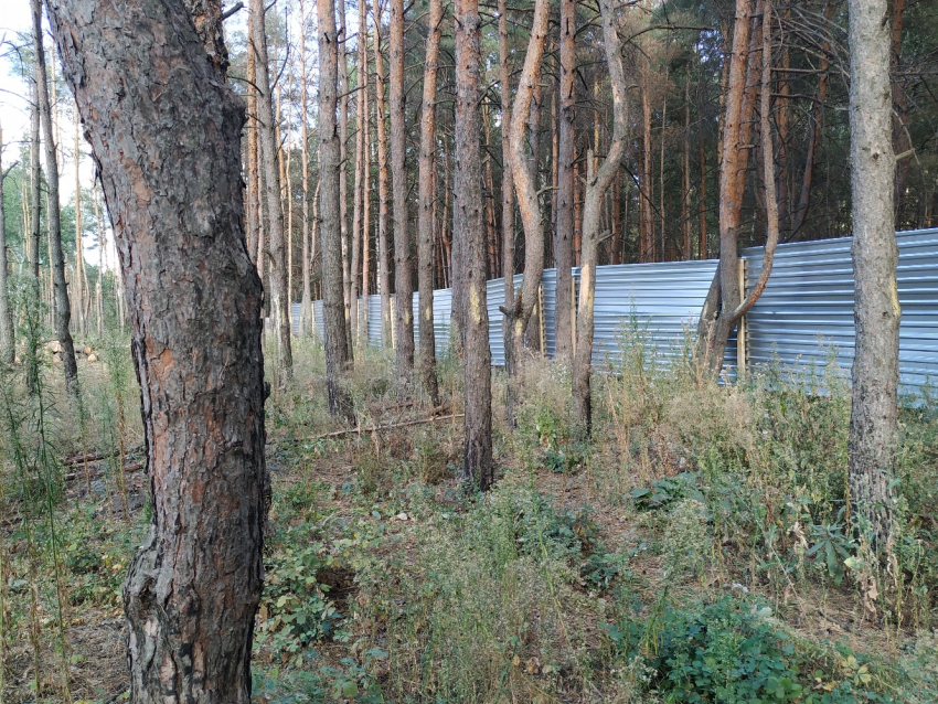 Очевидец рассказала подробности конфликта со стрельбой у Северного леса в Воронеже