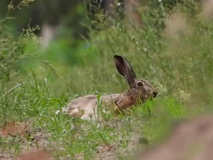 Кошка в Белоруссии ловила зайцев. Ее хозяина чуть не оштрафовали