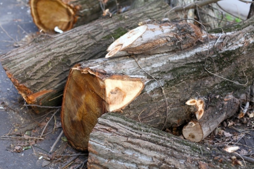 В Воронеже незаконно вырублены деревья на 60 миллионов рублей