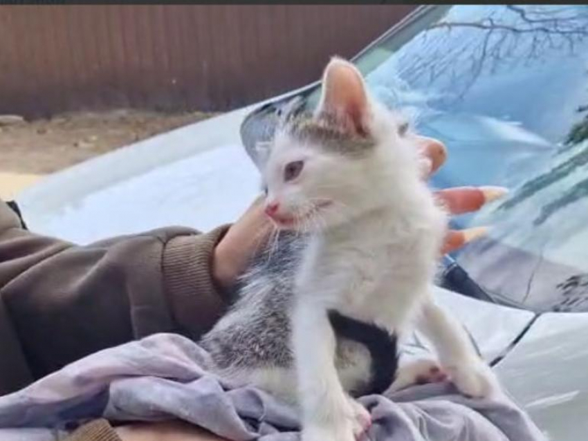 Котенка выбросили из окна машины в Воронеже