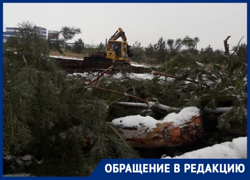 Беспощадную вырубку леса запечатлели рядом с особой экономической зоной Воронежа