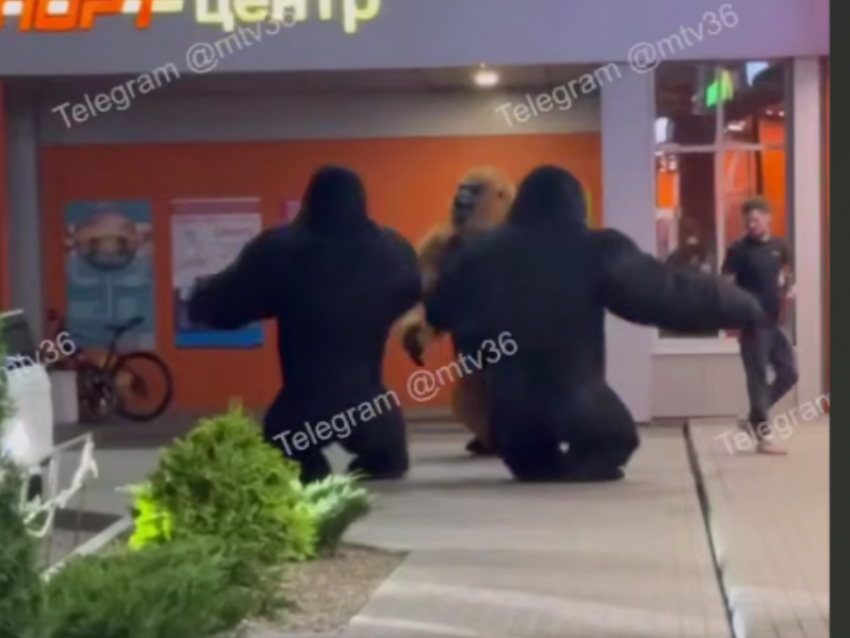 Танцующие гориллы устроили отрыв в Воронеже