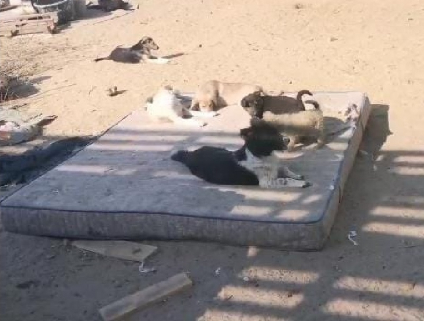 «Лай зашкаливает»: воронежцы просят избавить их от соседства с сотнями бездомных псов 