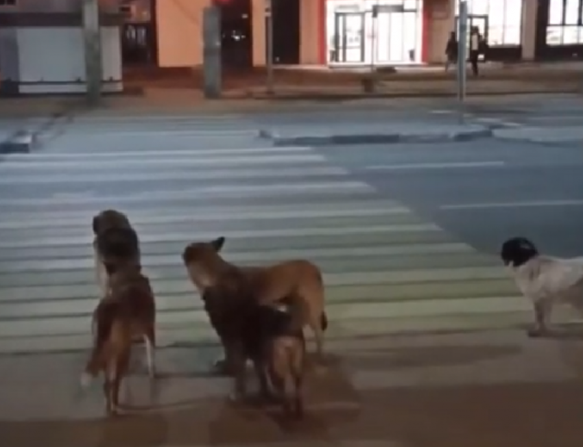 Законопослушную стаю собак сняли на видео в Воронеже