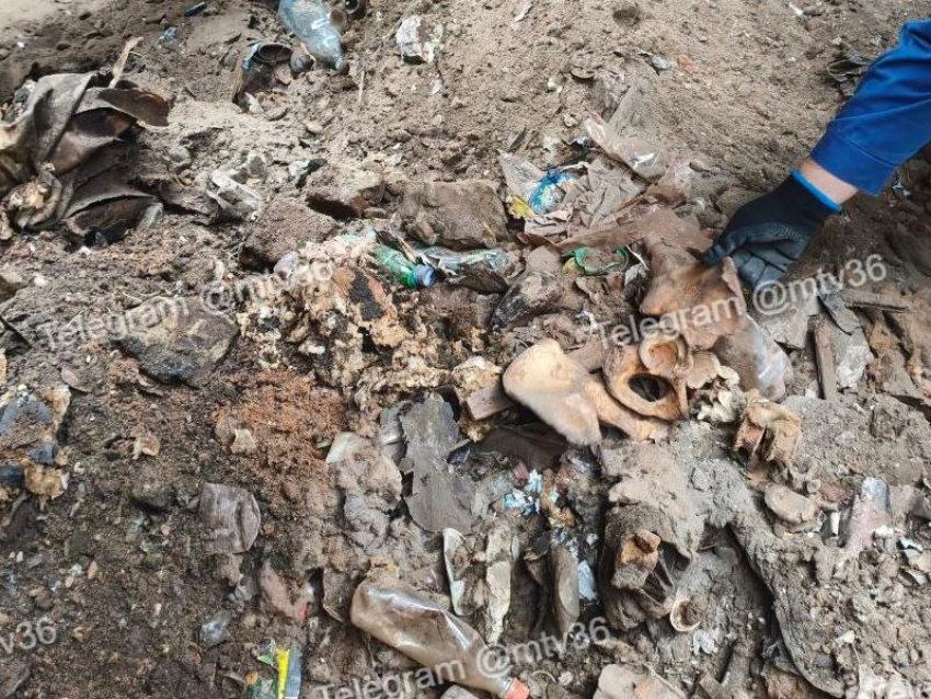 Жуткая находка: перемешанные с мусором останки обнаружили рабочие в Воронеже