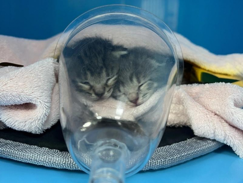 Храбрый воронежец спас двух котят от утопления – малыши идут на поправку