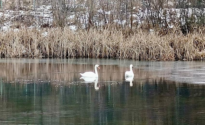 Пара лебедей осталась зимовать на воронежском пруду