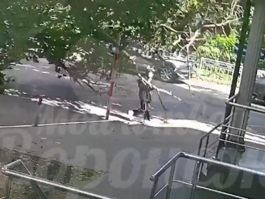 СК начал проверку после падения дерева на девушку в Воронеже 
