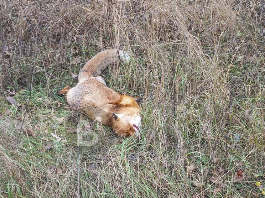 Еще одну мертвую лису нашли на оживленной воронежской улице