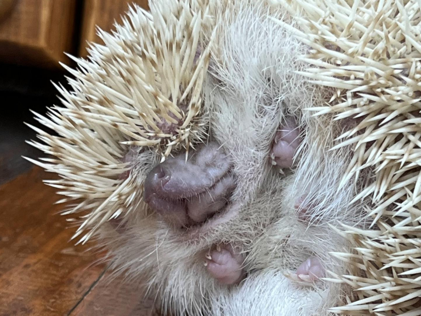 Колючие гурманы: в зоопарке Воронежа рассказали о секретах жизни ежей