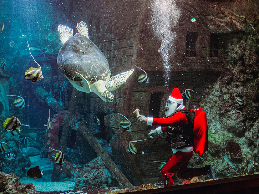 Новогодняя афиша от Воронежского океанариума