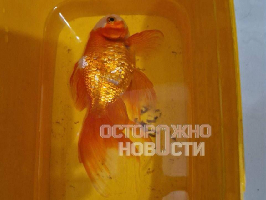 Скандал с замерзающими жителями воронежского СНТ вышел на федеральный уровень