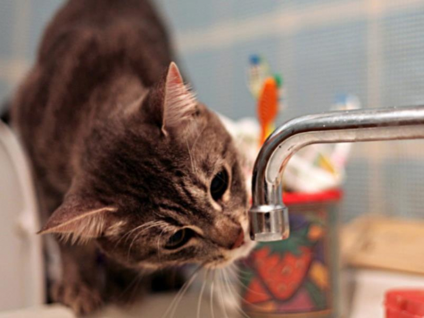 Целый микрорайон Воронежа останется без воды в пятницу