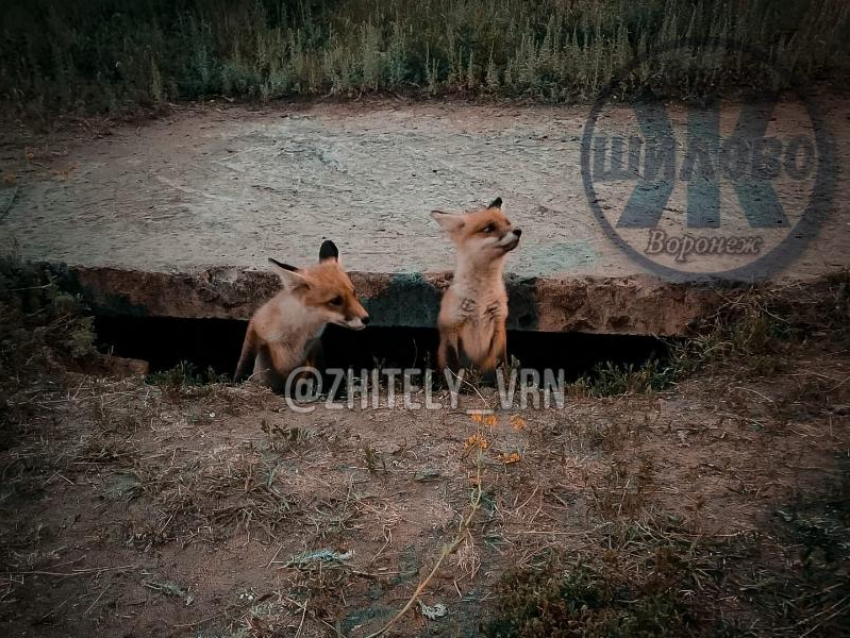 Двух лисят, поселившихся под бетонной плитой, сняли на видео в Воронеже 