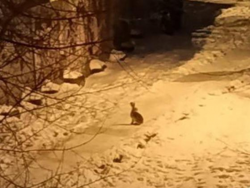 «Заяц! Живой!»: неожиданная встреча произошла в Воронеже