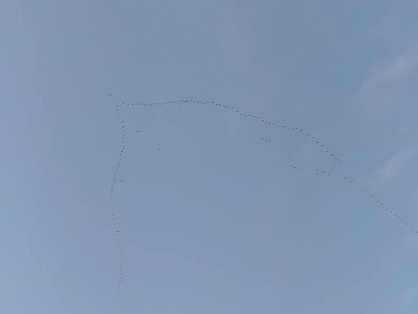 "Столько никогда не видела", – полет гигантской стаи птиц удивил жителей Воронежа