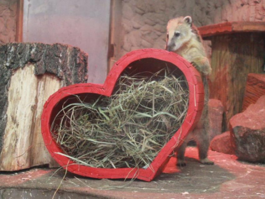 Подопечных воронежского зоопарка поздравили с 14 февраля валентинками