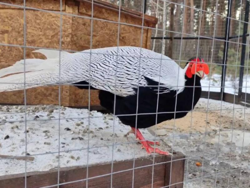 Серебряного фазана показали на видео в Воронежском зоопарке