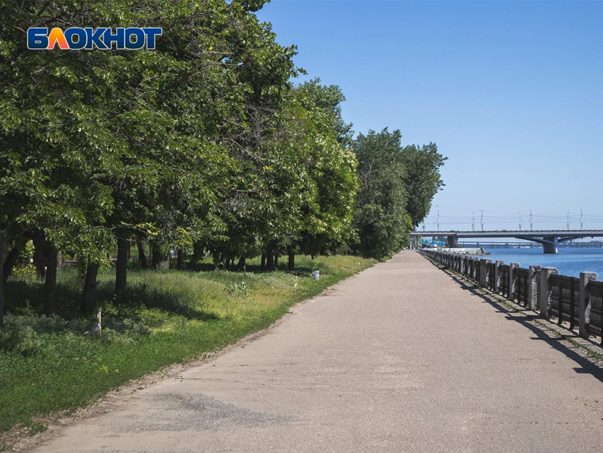 Ради благоустройства набережной в Воронеже вырубят деревья