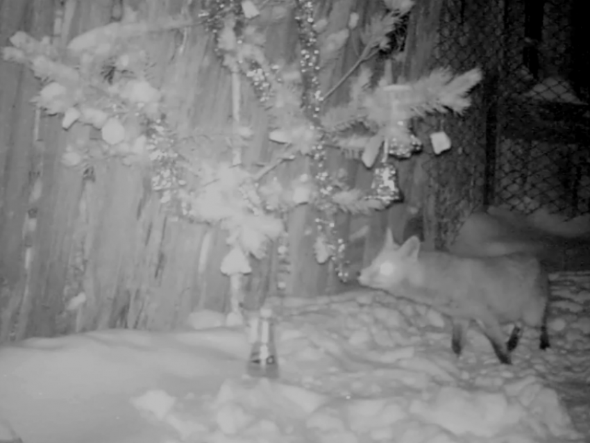 Хитрица-лиса стибрила украшения с новогодней ёлки в воронежском заповеднике 