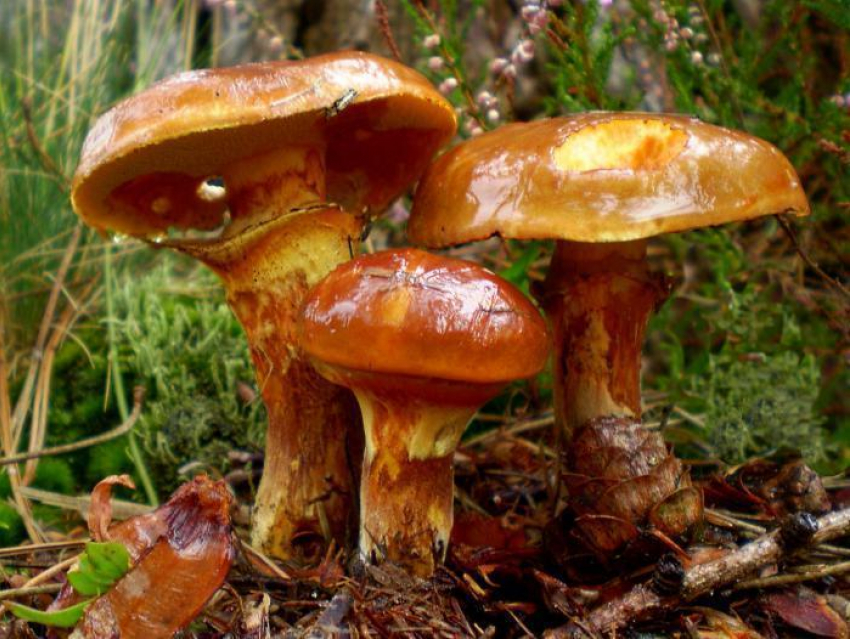 Названы самые популярные среди воронежцев грибы