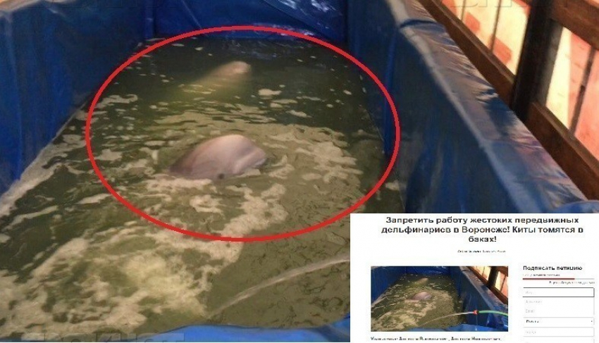 Депутат Госдумы оценила условия содержания животных в передвижном дельфинарии в Воронеже