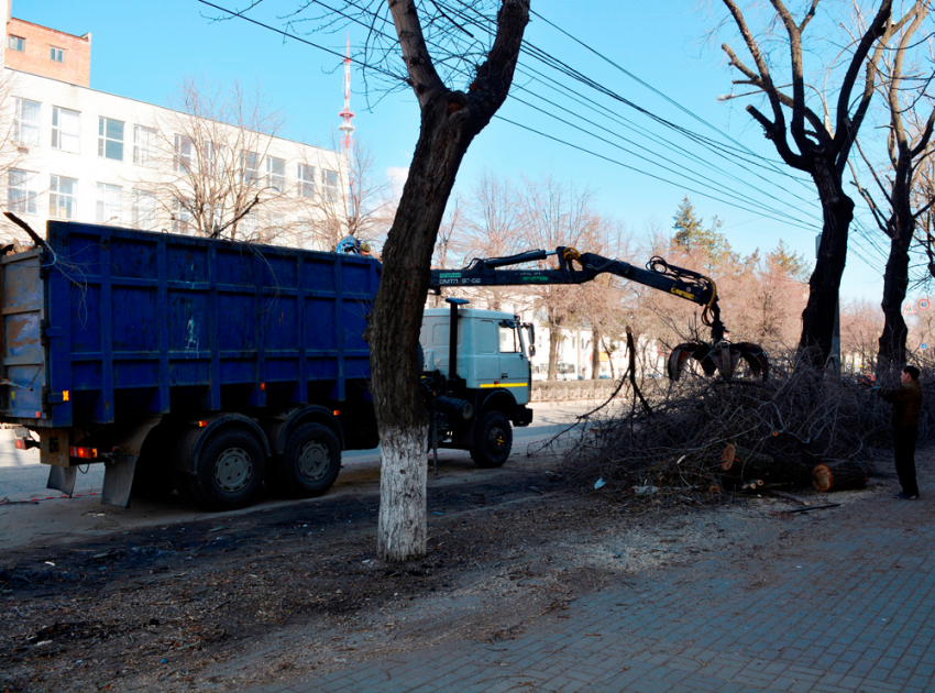 Власти рассказали, сколько за этот год уничтожили деревьев в центре Воронежа