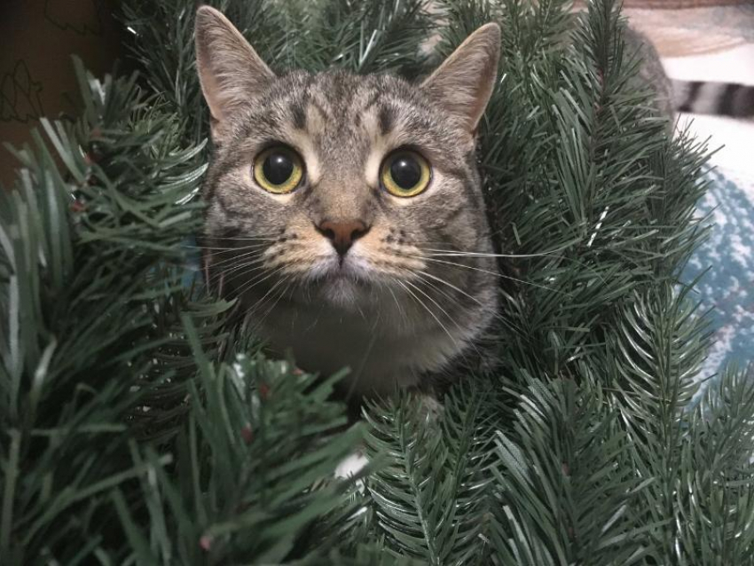 Суровую игру с котом-интровертом, прячущимся от новогодней атмосферы, снял воронежец 