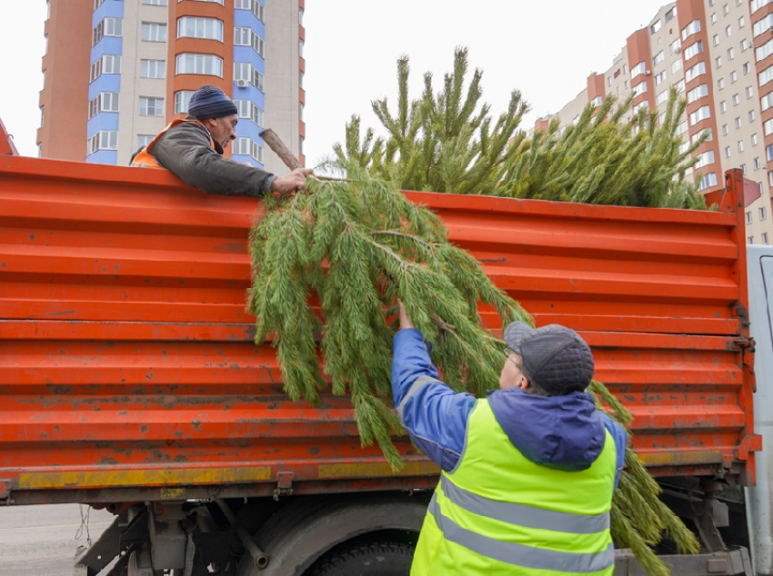 Незаконный елочный базар накрыли в Воронеже