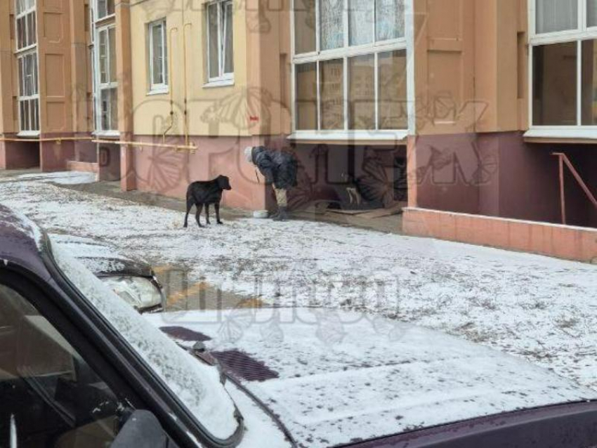 "Хоть в лоб, хоть по лбу", - кормежка во дворе возмутила воронежцев