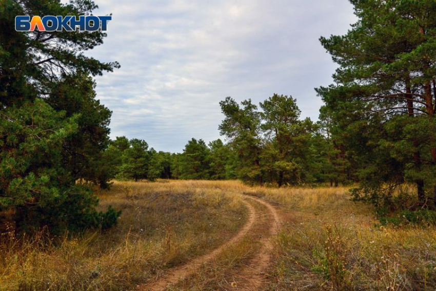 До конца сентября продлили запрет на посещение лесов в Воронежской области