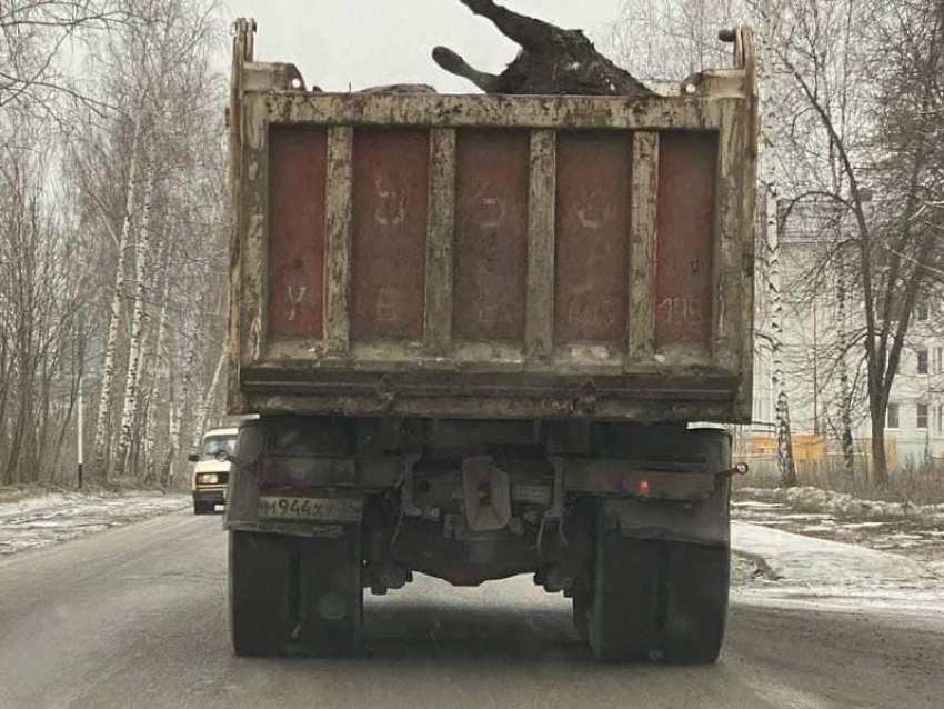 «Мор быков?»: воронежцев встревожили грузовики с трупами скота