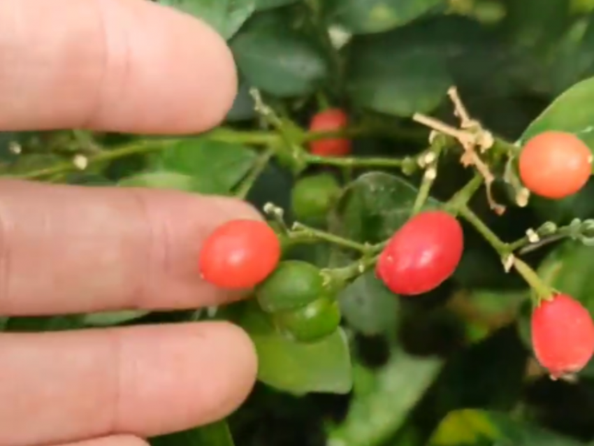 "Мармелад» созрел на ветвях в Воронеже