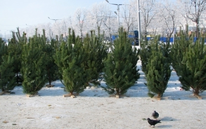 В Воронеже «живые» ёлки и сосны на Новый год можно купить с 19 декабря 