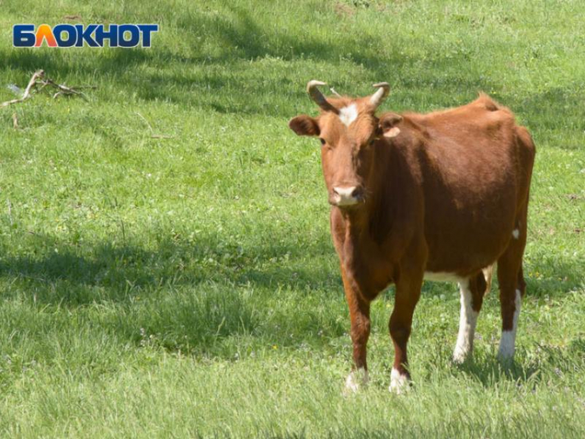 По следам горячей темы со скотом придуман новый вид мошенничества от лица Росстата