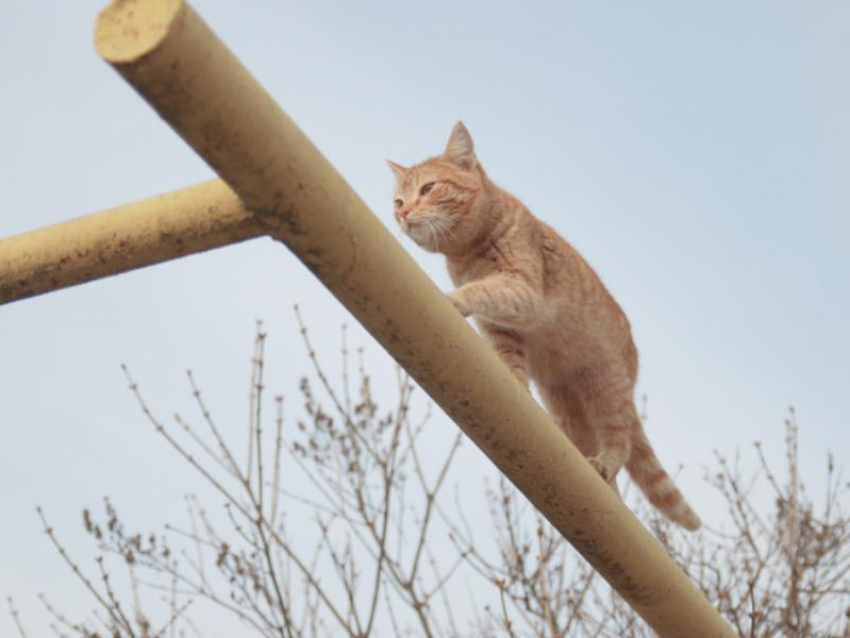 До +15 потеплеет в Воронежской области