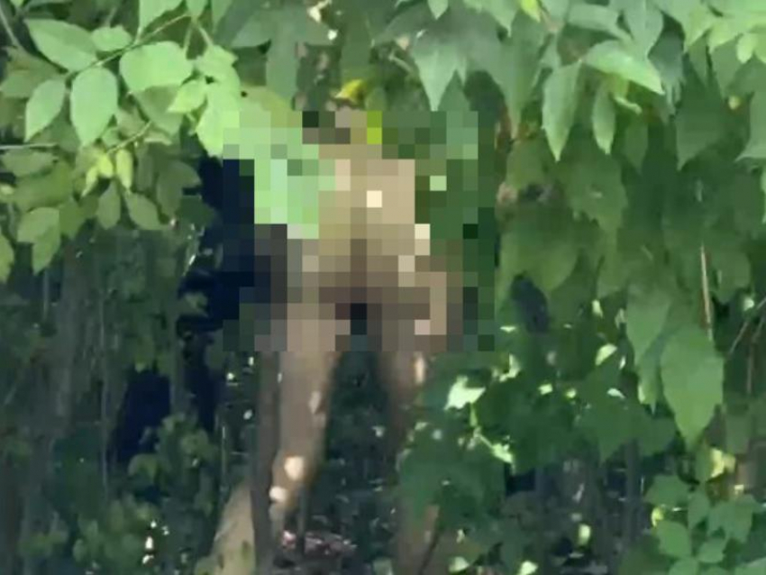 Голопопый извращенец прогулялся перед общагой журфака ВГУ на видео
